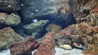 Tropische Meerwasserfische